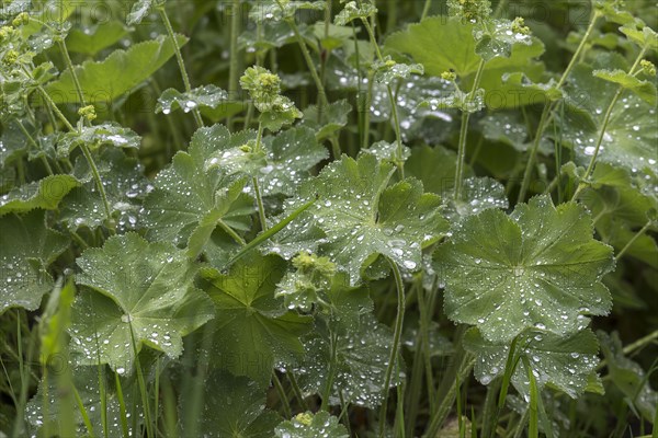 Water drops on the leaves of lady's mantle (Alchemilla)