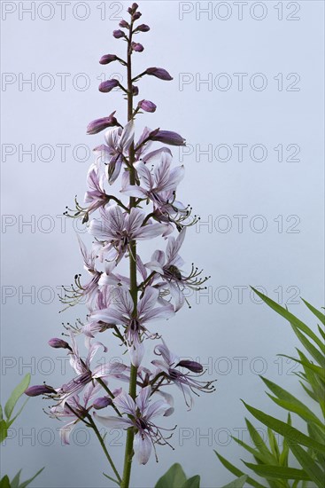 Dittany (Dictamnus albus) on a grey gradient