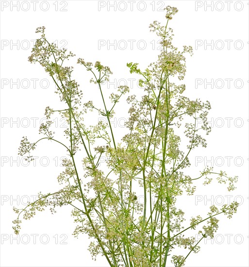 Lady's bedstraw (Galium verum) on white background