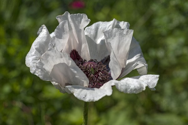 Oriental poppy (Papaver orientale)