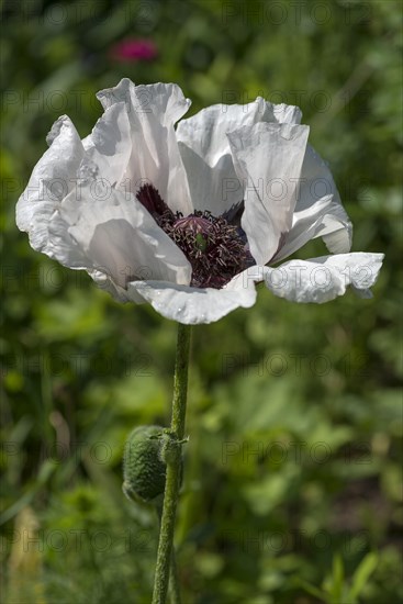 Oriental poppy (Papaver orientale)