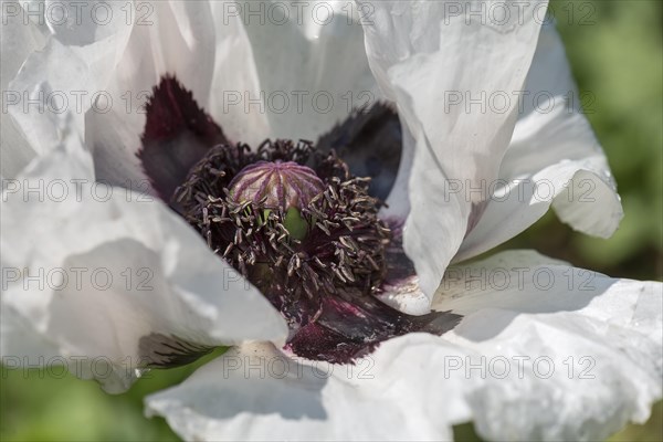 Seed capsule of the Turkish poppy (Papaver orientale)