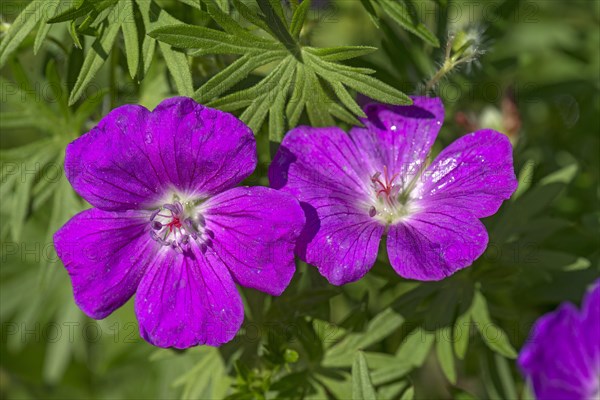 Blood-red Bloody cranesbill (Geranium sanguineum)