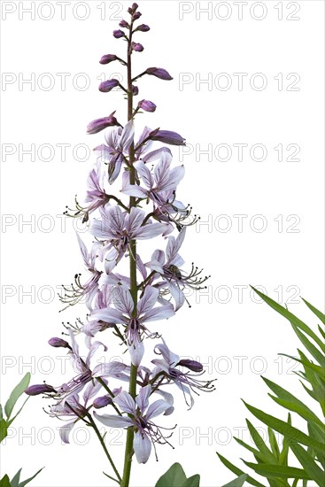 Dittany (Dictamnus albus) on white background