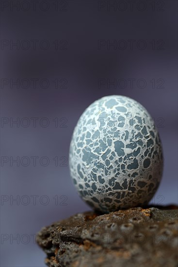 Egg of the Guira Cuckoo (Guira guira)