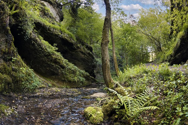 Primeval landscape in the Leidinghofer valley