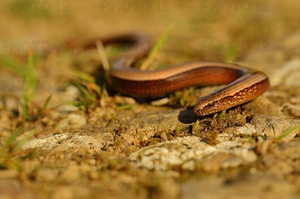 Slow worm (Anguis fragilis) crawls over stony ground