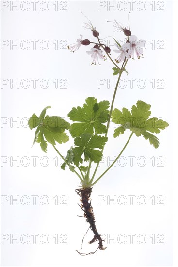 Geranium macrorrhizum (Geranium macrorrhizum) on white ground