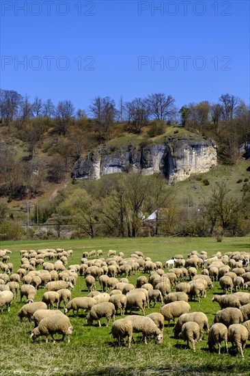 Flock of sheep