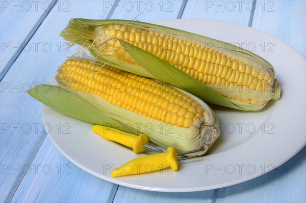 Corn corn cob and corn cob holder on plate