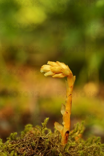 Dutchman's pipe (Monotropa hypopitys)