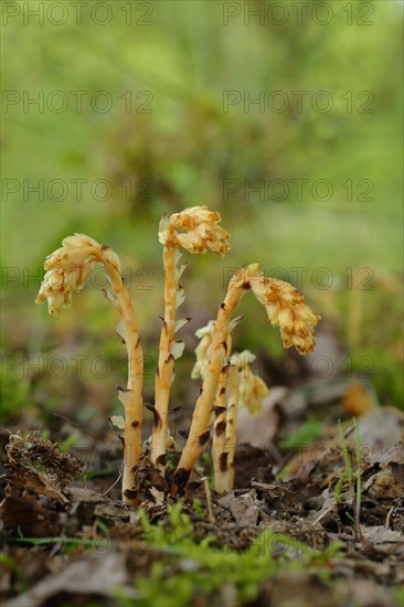 Dutchman's pipe (Monotropa hypopitys)