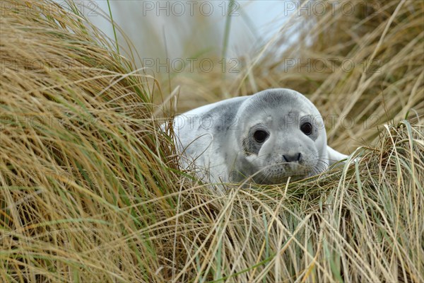 Grey seal (Halichoerus grypus) juvenile after weaning