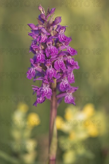 Moorland spotted orchid (Dactylorhiza maculata) between Rhinanthus