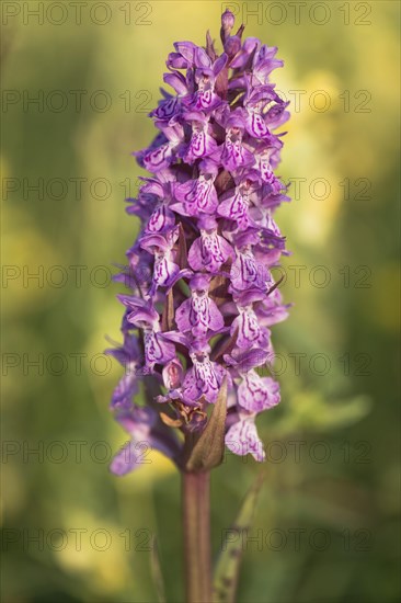 Moorland spotted orchid (Dactylorhiza maculata) between Rhinanthus