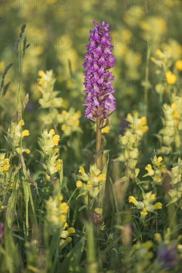 Moorland spotted orchid (Dactylorhiza maculata) between Rhinanthus