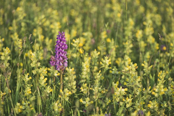 Moorland spotted orchid (Dactylorhiza maculata) between Rhinanthus