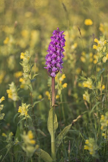 Moorland spotted orchid (Dactylorhiza maculata) between Rhinanthus