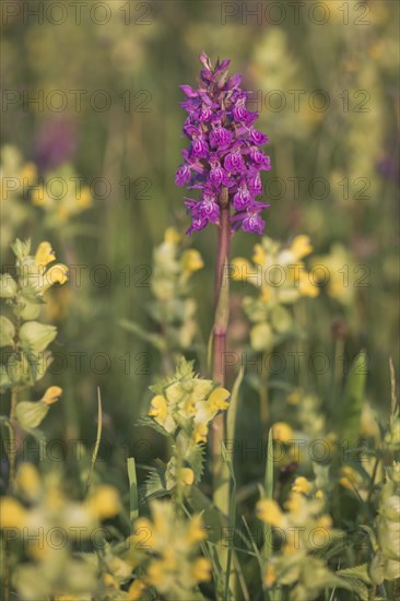 Moorland spotted orchid (Dactylorhiza maculata) between Rhinanthus