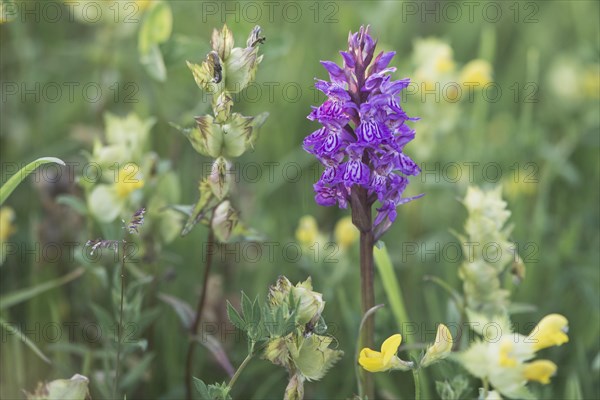 Moorland spotted orchid (Dactylorhiza maculata) between Rhinanthus