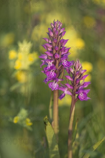 Moorland spotted orchid (Dactylorhiza maculata) between Rhinanthus