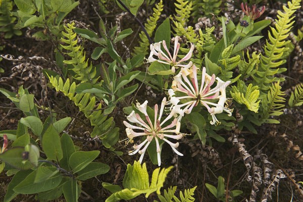 Honeysuckle (Lonicera caprifolium) and spotted fern (Polypodium vulgare)