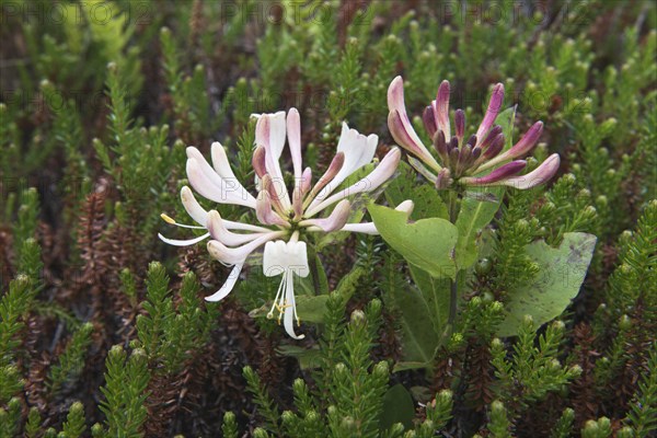 Honeysuckle (Lonicera caprifolium) and crowberry (Empetrum nigrum)