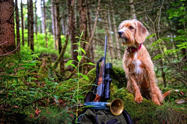 Hunting dog with hunting rifle