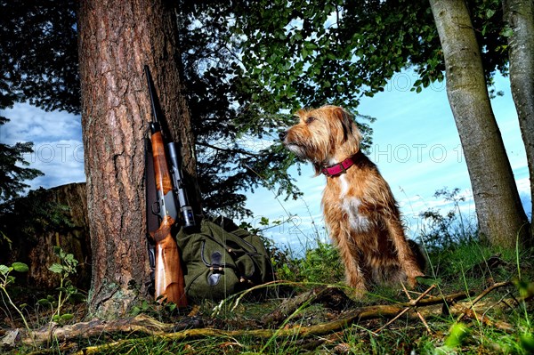 Hunting dog with hunting rifle