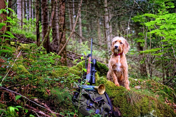 Hunting dog with hunting rifle
