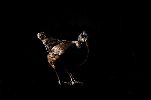 Chicken