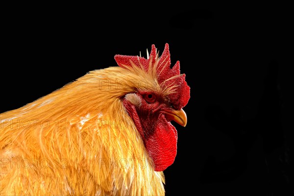 Cock