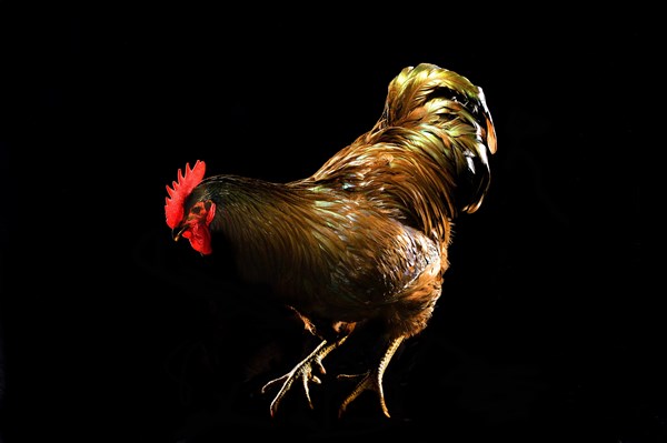 Cock