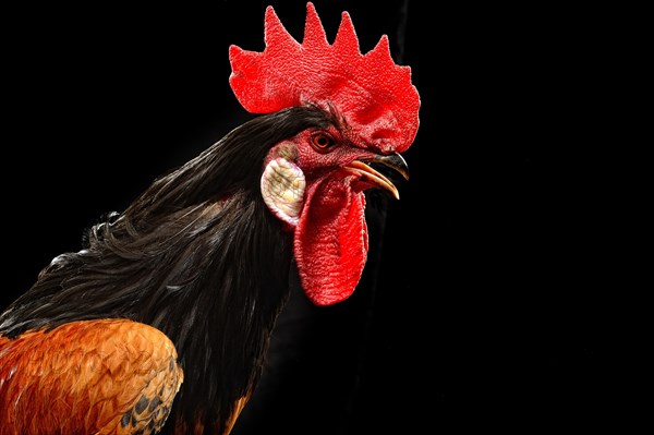 Cock