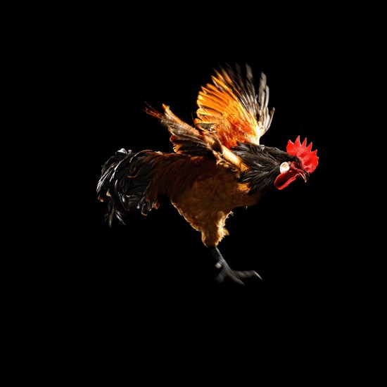 Cock