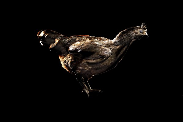 Cock