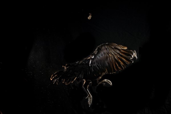 Cock