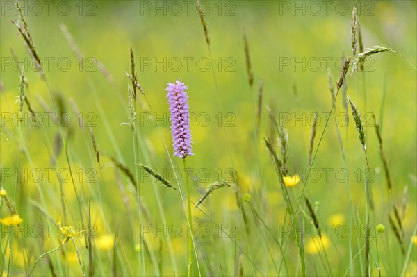 Meadow bistort (Bistorta officinalis)