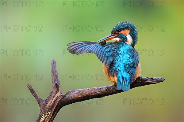 Common kingfisher (Alcedo atthis) female