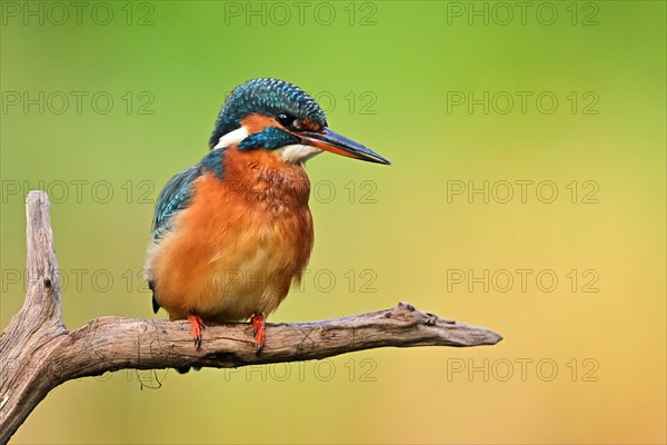 Common kingfisher (Alcedo atthis) Female kingfisher looking for fish in the water