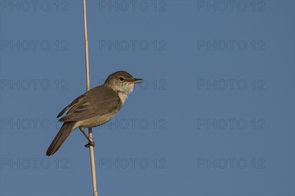 Reed warbler (Acrocephalus scirpaceus)