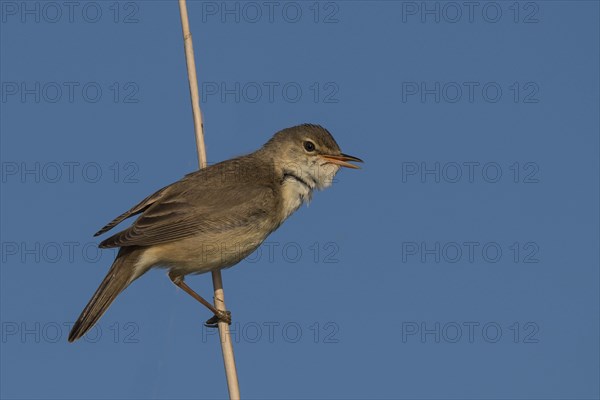 Reed warbler (Acrocephalus scirpaceus)