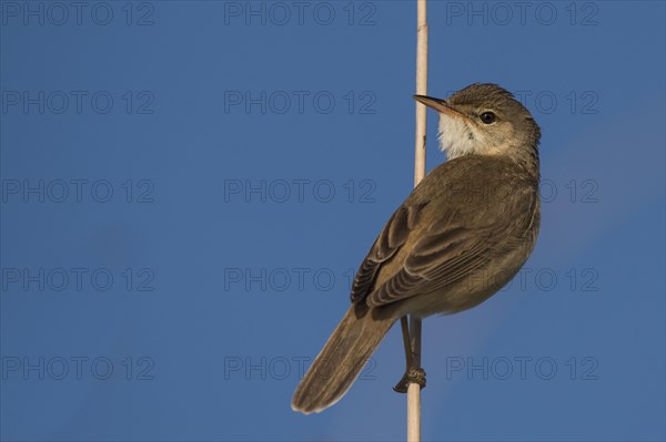 Reed warbler (Acrocephalus scirpaceus)