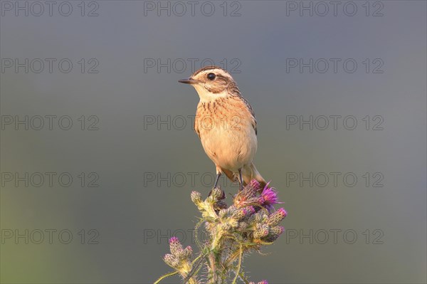 Whinchat (Saxicola rubetra)