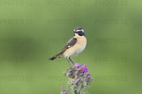 Whinchat (Saxicola rubetra)