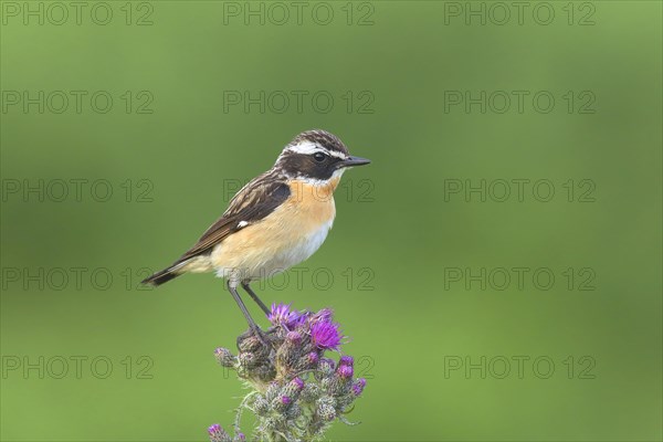 Whinchat (Saxicola rubetra)