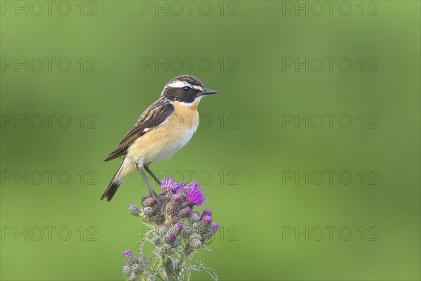 Whinchat (Saxicola rubetra)