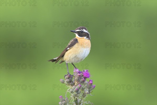 Whinchat (Saxicola rubetra)