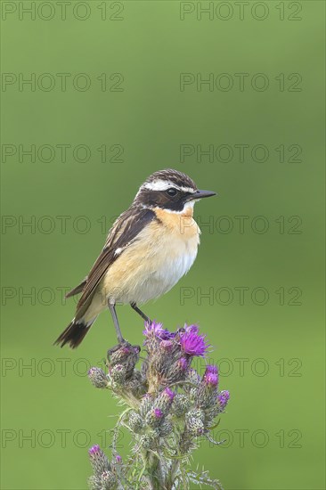 Whinchat (Saxicola rubetra)