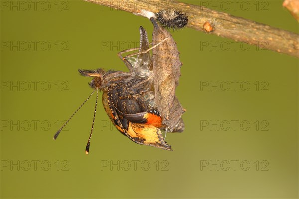 Small tortoiseshell (Aglais urticae)